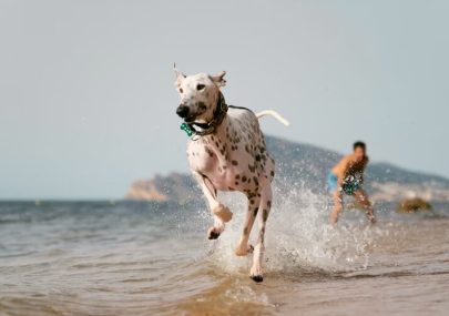 Descubre las 5 playas para perros