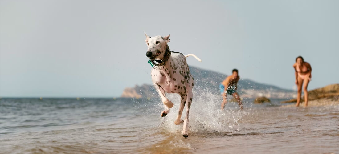 Descubre las 5 playas para perros